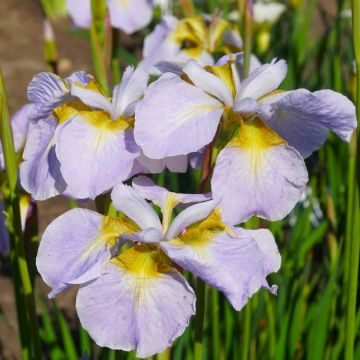 Iris sibirica Ama No Hane