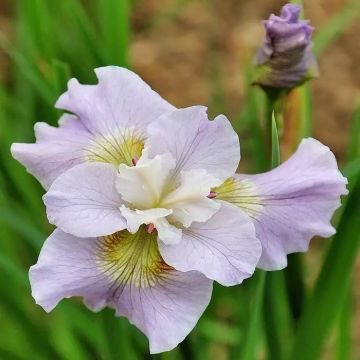 Iris sibirica Dawn Waltz