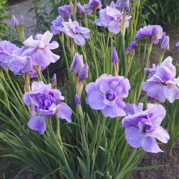 Iris sibirica Imperial Opal