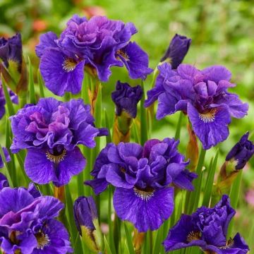 Iris sibirica Kabluey