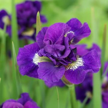 Iris sibirica Kaboom