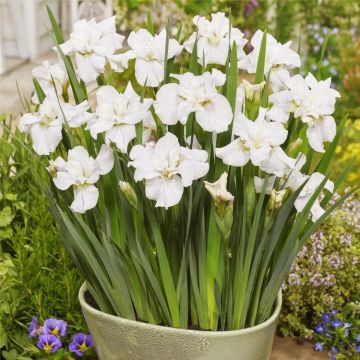 Iris sibirica Not Quite White