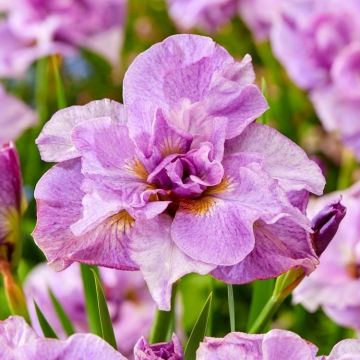Iris sibirica Pink Parfait