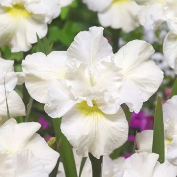 Iris sibirica Swans in Flight