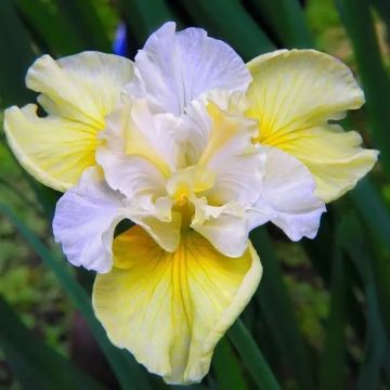 Iris sibirica Yellow Tail