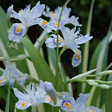 Iris tectorum variegata cruella - Variegated Japanese Roof Iris