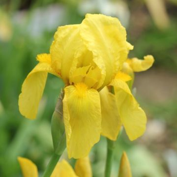 Iris St. Crispin