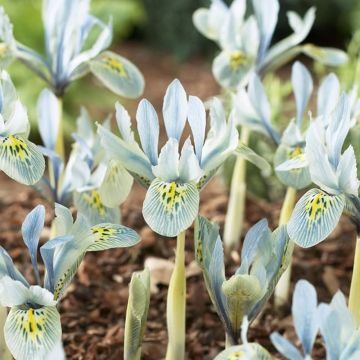 Iris Dwarf Injad Sherwood - Pack of 10