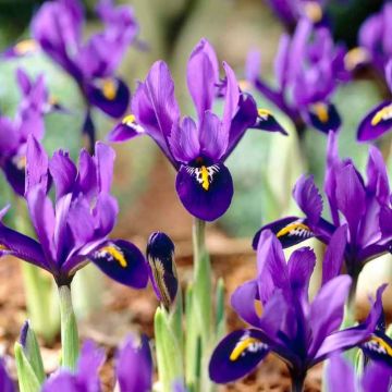 Iris Dwarf Pixie - Pack of 15