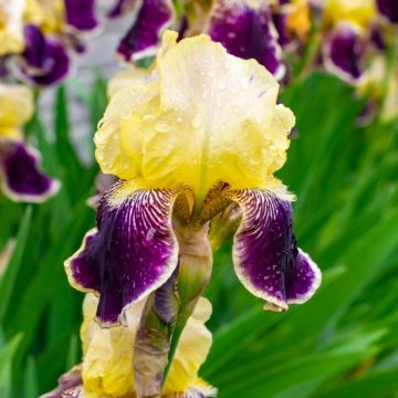 Iris Nibelungen