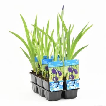 Iris kaempferi - Japanese Water Iris