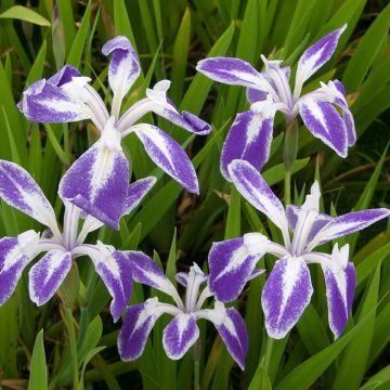 Iris laevigata 'Mottled Beauty'