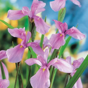 Iris laevigata 'Rose Queen'