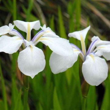 Iris laevigata 'Snowdrift'