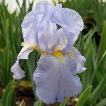 Iris Springtime Madonna