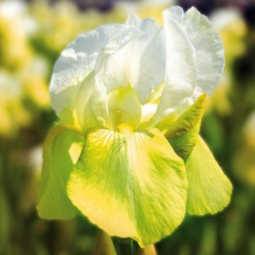 Iris Tulip Festival