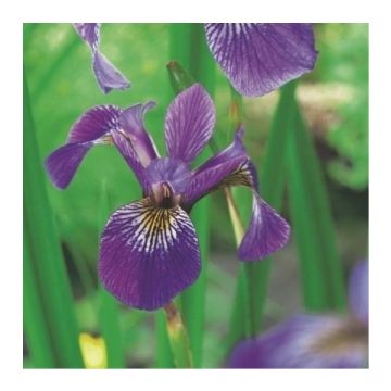 Iris versicolor - Northern Blue Flag