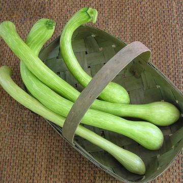 Squash 'Courgette Trombetta D'Albenga'