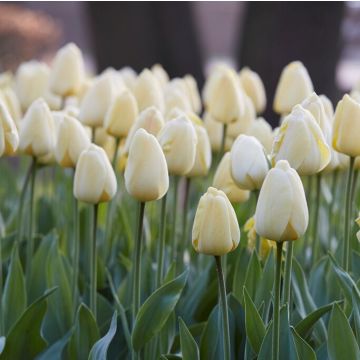 Tulip Ivory Floradale - Pack of 12