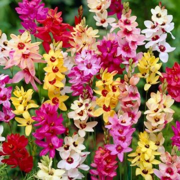 Ixia - African Corn Lily - Pack of 20 Bulbs