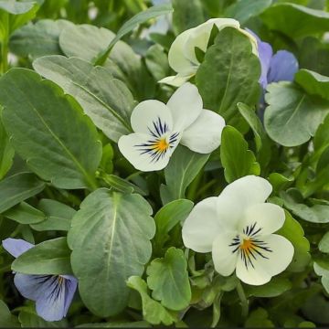 Flowering Viola - Jack Frost - In Bud & Bloom