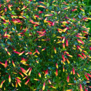 Justicia Rizzinii - Winter Flowering Shrub