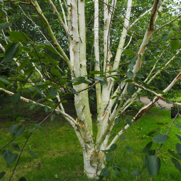 Betula Jacquemontii 'Silver Shadow' - Himalayan Birch