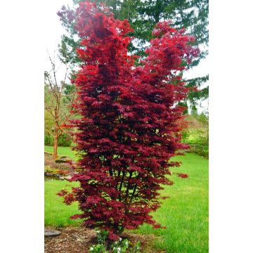 Acer palmatum 'Twombly's Red Sentinel'