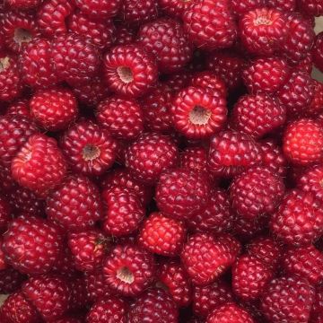 Rubus phoenicolasius - Japanese Wineberry - LARGE 150-180cm tall