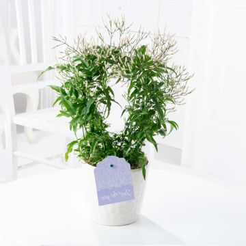 MOTHERS DAY - Perfumed Jasmin Hoop with 200+ Buds!