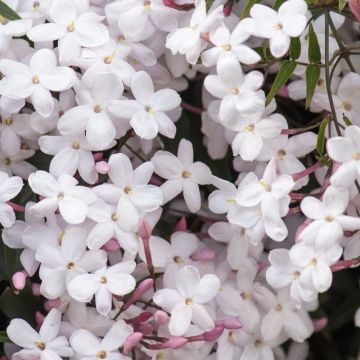 Jasminum officinale - Jasmine polyanthemum - Scented Chinese Jasmin