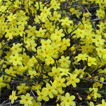 BLACK FRIDAY DEAL - Jasminum nudiflorum - Winter Jasmin - Bright Yellow Flowering Winter Jasmine