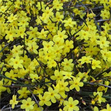 Jasminum nudiflorum - Winter Jasmine - In Bud & Bloom - Bright Yellow Flowering Winter Jasmine