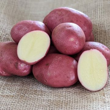 SPECIAL DEAL - Java - Main Crop Seed Potatoes - Pack of 10
