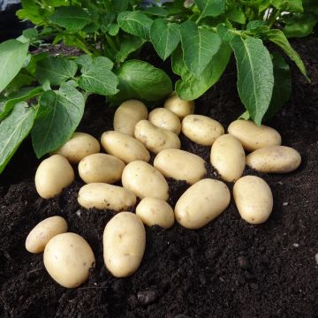 Jazzy - Salad Seed Potatoes - Pack of 10