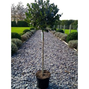 Ilex aquifolium J C Van Tol - Large Standard Holly Tree