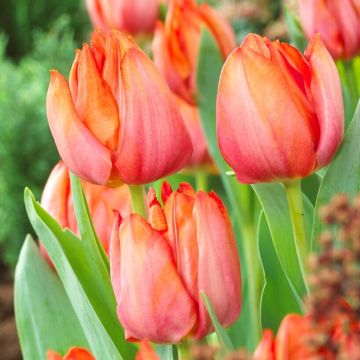 Tulip Jochem - Pack of 12
