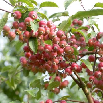 Malus John Downie - Crabapple