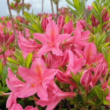 Azalea mollis Jolie Madame - Deciduous Rhododendron Pontica