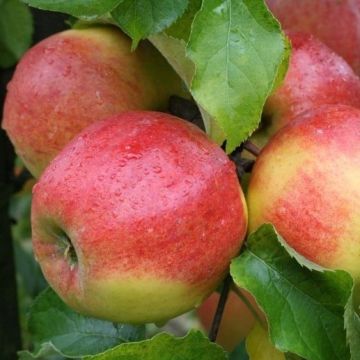 WINTER SALE - Patio Fruit Tree - Malus Domestica James Grieve - Apple