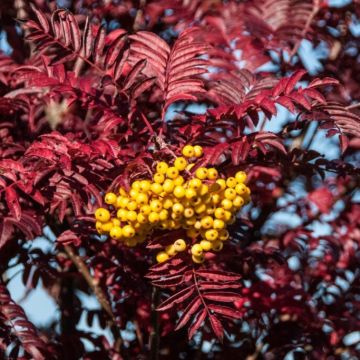 Sorbus Joseph Rock - Mountain Ash Tree - XXXcm