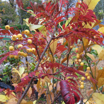 Sorbus 'Joseph Rock' - Mountain Ash Tree 