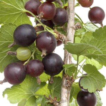 Josta Berry - Ribes nidigrolaria Josta