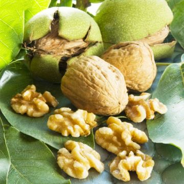Walnut Tree 'Chandler' - Go Nuts and grow your own!