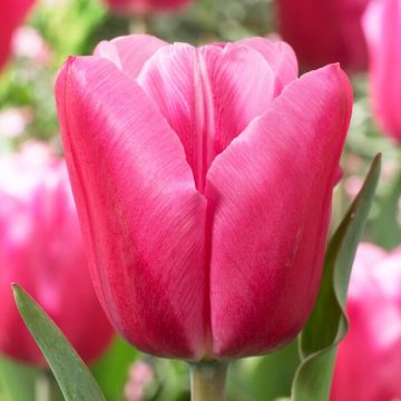 Tulip Jumbo Pink - Pack of 12