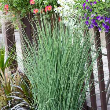 Juncus inflexus 'Blue Arrows'