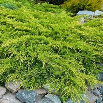 Juniperus x pfitzeriana 'Pfitzeriana Aurea' - Gold Star