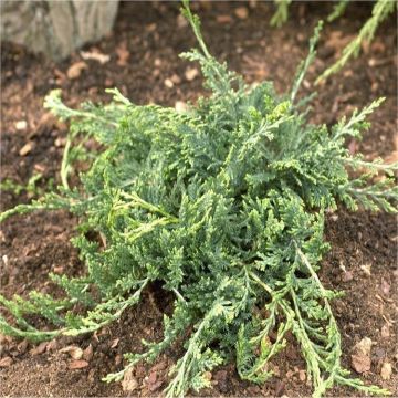 Juniperus horizontalis Wiltonii