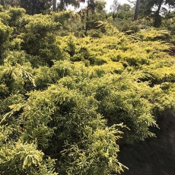 Juniperus × pfitzeriana 'Sulphur Spray'
