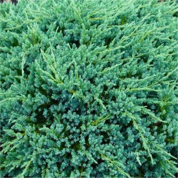 Juniperus squamata 'Blue Carpet'